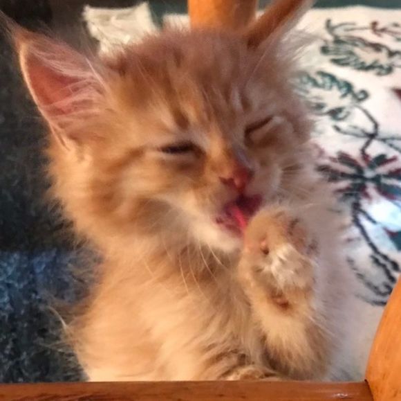 Meet your Posher, Renate - Picture 1 of 1